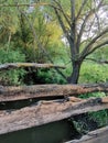 View of  the river, trunks of green trees   in the wood, bridge Royalty Free Stock Photo