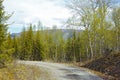 View of a road and green vegetation leading to a secluded area in Nordland. Big green trees surrounding an empty street Royalty Free Stock Photo