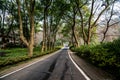 A road leading to the froest Royalty Free Stock Photo