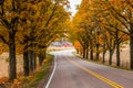 View of road with oak trees alley at autumn Royalty Free Stock Photo