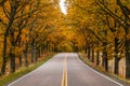 View of road with oak trees alley at autumn Royalty Free Stock Photo