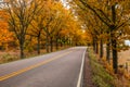 View of road with oak trees alley at autumn Royalty Free Stock Photo