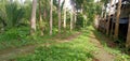 view of the road and the plants in the garden Royalty Free Stock Photo