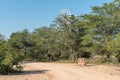 View of the road to Olifants Waterhole