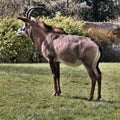 A view of a Roan Antelope Royalty Free Stock Photo