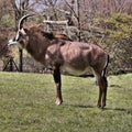 A view of a Roan Antelope Royalty Free Stock Photo