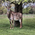 A view of a Roan Antelope Royalty Free Stock Photo
