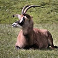 A view of a Roan Antelope Royalty Free Stock Photo