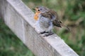 A view of a Robin Royalty Free Stock Photo