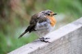 A view of a Robin