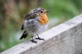 A view of a Robin Royalty Free Stock Photo