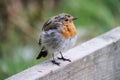 A view of a Robin Royalty Free Stock Photo