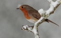 View of a robin bird on a snowy perch.