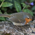 A view of a Robin Royalty Free Stock Photo