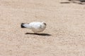 View of a rock dove (Columba livia) walking on the sand on beach in sunlight Royalty Free Stock Photo