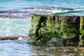 Close up of a rock covered in emerald coloured seaweed at low tide Royalty Free Stock Photo