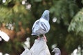 View of Rock Pigeon face to face.Rock Pigeons crowd streets and public squares, living on discarded food and offerings of birdseed Royalty Free Stock Photo