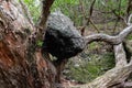 Rock stuck on tree