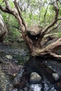 Rock stuck on tree