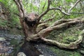 Rock stuck on tree