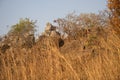 View of rocks amongst golden grass in Kwanza Norte