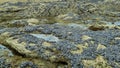 View on rocks during low tide covered with blue mussels mytilus edulis - Bretagne, France Royalty Free Stock Photo