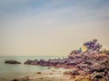 View of rocks nearby the famous tourist attraction in Jeju Island, South Korea. Yongduam also known as dragon head rock that was