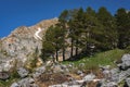 View of the rocks in the vicinity of Mount Fisht. Pine trees grow on a mountain range. Royalty Free Stock Photo