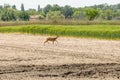 View on a roe deer on a field Royalty Free Stock Photo