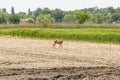 View on a roe deer on a field Royalty Free Stock Photo