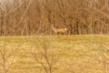 View on a roe deer on a field Royalty Free Stock Photo