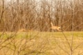 View on a roe deer on a field Royalty Free Stock Photo