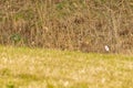 View on a roe deer on a field Royalty Free Stock Photo