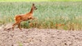 View on a roe deer on a field Royalty Free Stock Photo