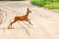 View on a roe deer on a field Royalty Free Stock Photo