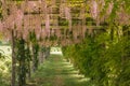 View of romantic and idyllic garden with pink wisteria tunnel