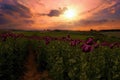 Romantic sunset on a field with poppies Royalty Free Stock Photo