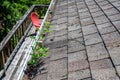 View from rooftop of asphalt roof shingles and gutter filled with tree debris and a new tree growing in the gutter, deck and red c