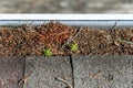 View from rooftop of asphalt roof shingles and gutter filled with tree debris and a new trees growing in the gutter, deck below, t