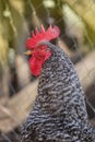 View of rooster Amrock. Rooster with red comb Royalty Free Stock Photo