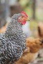 View of rooster. Rooster with red comb Royalty Free Stock Photo