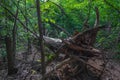 Fallen tree in oak forest Royalty Free Stock Photo