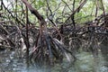 View of the roots of tropical mangrove vegetation