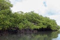 View of the roots of tropical mangrove vegetation