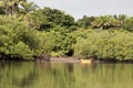 View of the roots of tropical mangrove vegetation