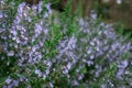 The view of rosemary flowering branches in bloom