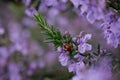 The view of rosemary flowering branches in bloom