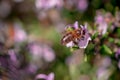 The view of rosemary flowering branches in bloom and bee