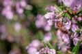 The view of rosemary flowering branches in bloom and bee