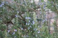 The view of rosemary flowering branches in bloom